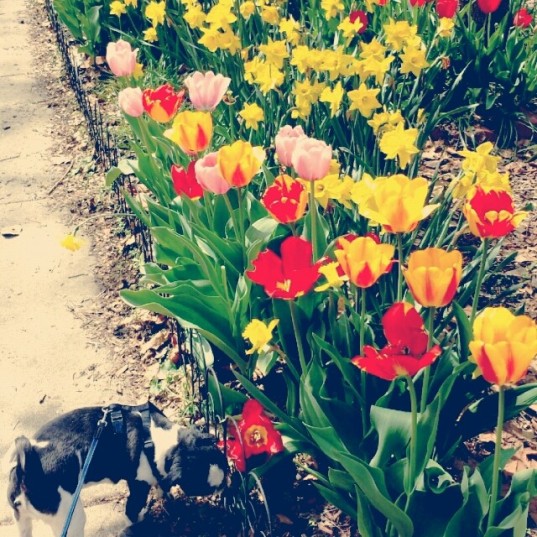 Tulip walk with Jose